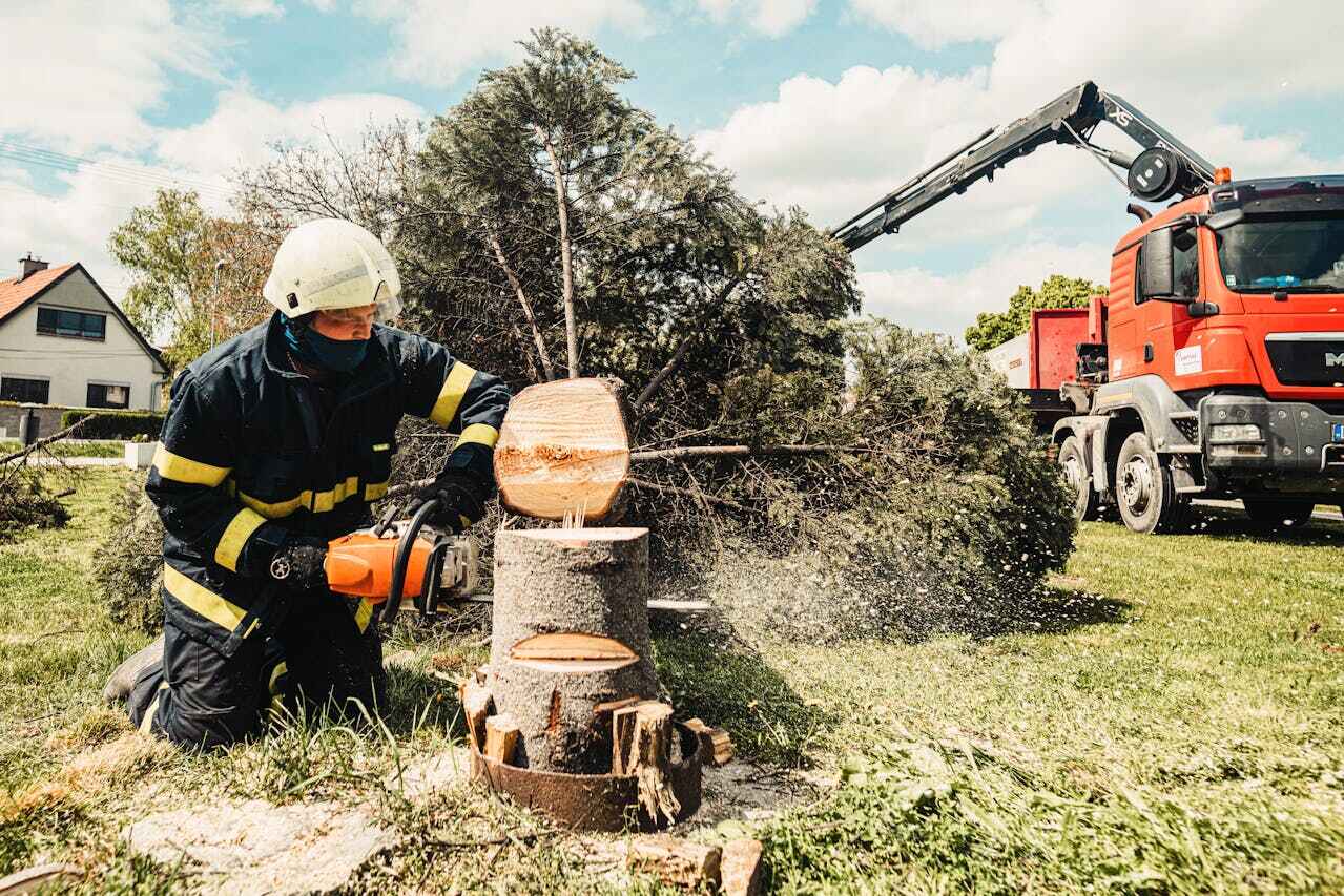 Best Arborist Services Near Me  in Bay Hill, FL